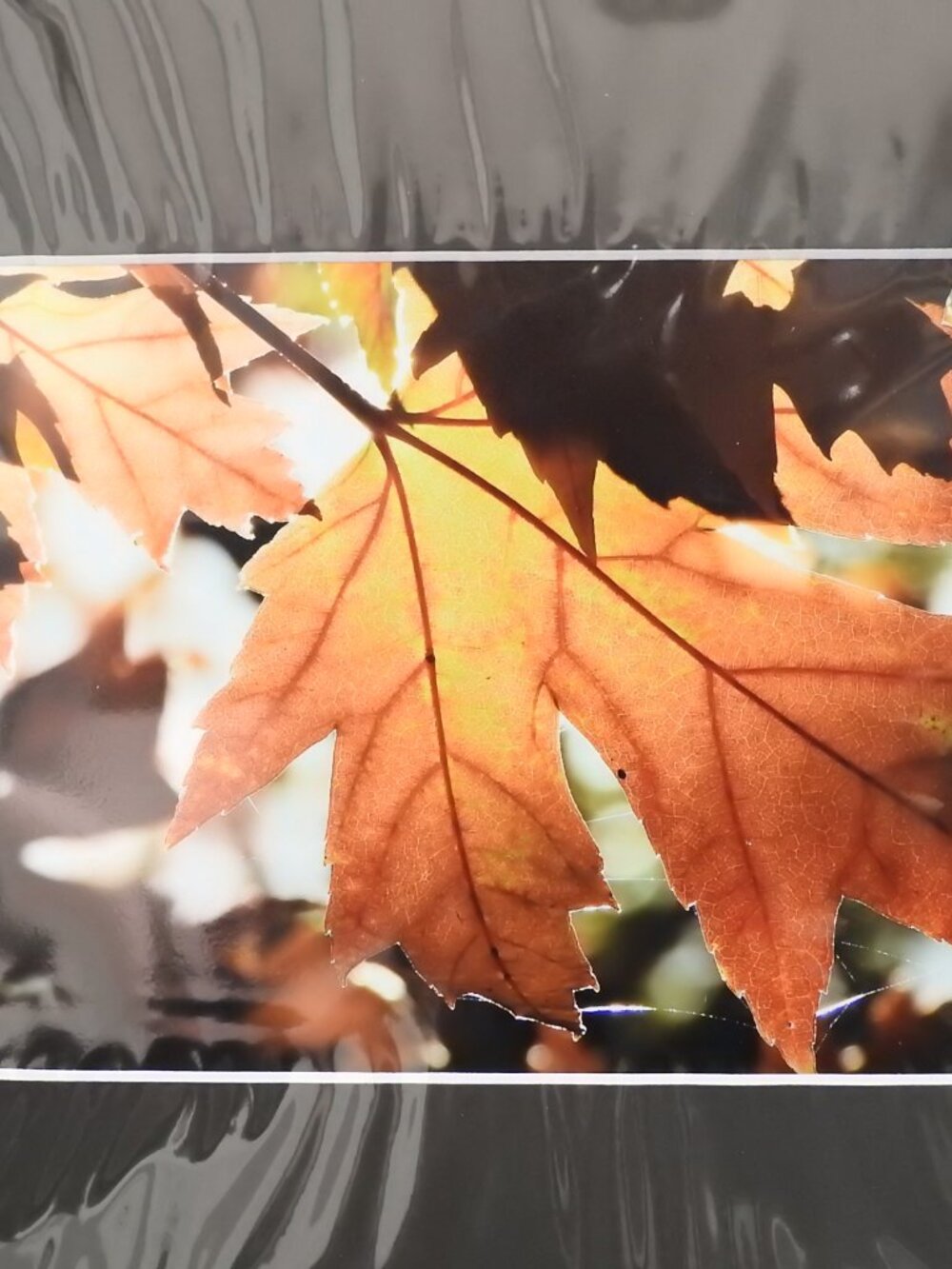2/$13 Matted Photography Autumn Leaf Close Up, 8x10 - Picture 3 of 4
